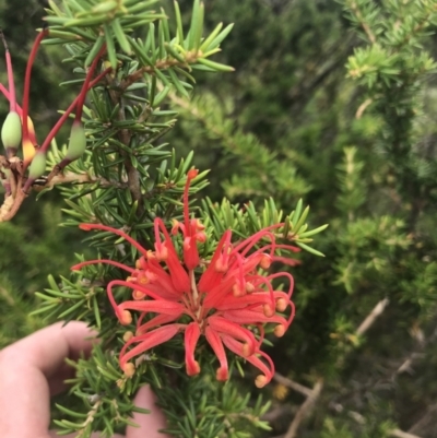Grevillea juniperina subsp. fortis (Grevillea) at Stromlo, ACT - 6 Jan 2023 by Tapirlord