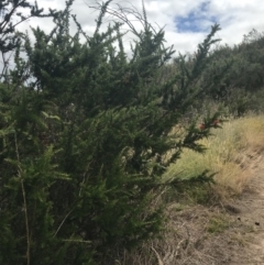 Grevillea juniperina subsp. fortis at Stromlo, ACT - 6 Jan 2023