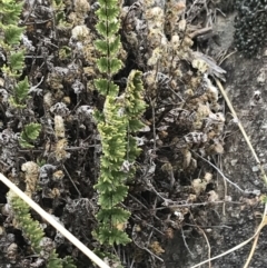 Cheilanthes distans at Stromlo, ACT - 6 Jan 2023