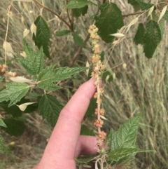 Adriana tomentosa var. tomentosa (Eastern Bitterbush) at Lower Molonglo - 6 Jan 2023 by Tapirlord