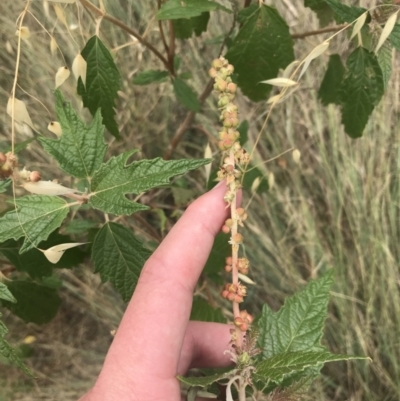Adriana tomentosa var. tomentosa (Eastern Bitterbush) at Lower Molonglo - 6 Jan 2023 by Tapirlord