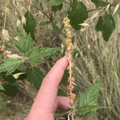 Adriana tomentosa var. tomentosa (Eastern Bitterbush) at Stromlo, ACT - 5 Jan 2023 by Tapirlord