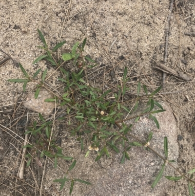 Alternanthera denticulata (Lesser Joyweed) at Lower Molonglo - 6 Jan 2023 by Tapirlord