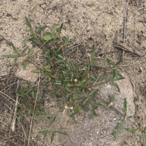 Alternanthera denticulata at Stromlo, ACT - 6 Jan 2023