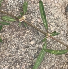 Alternanthera denticulata at Stromlo, ACT - 6 Jan 2023