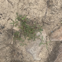 Alternanthera denticulata at Stromlo, ACT - 6 Jan 2023