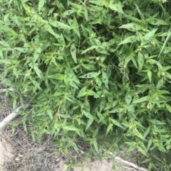 Persicaria prostrata at Stromlo, ACT - 6 Jan 2023 10:27 AM