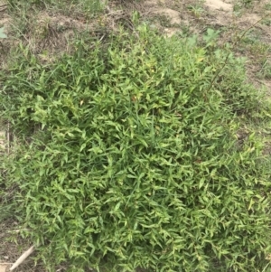 Persicaria prostrata at Stromlo, ACT - 6 Jan 2023 10:27 AM