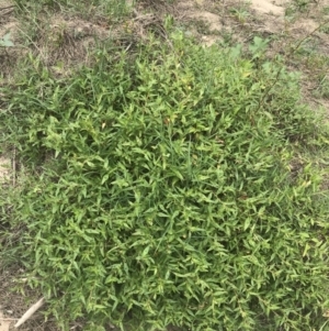 Persicaria prostrata at Stromlo, ACT - 6 Jan 2023 10:27 AM