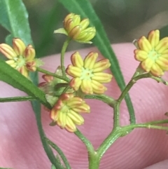 Dodonaea viscosa subsp. spatulata (Broad-leaved Hop Bush) at Stromlo, ACT - 6 Jan 2023 by Tapirlord