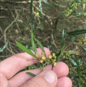 Dodonaea viscosa subsp. spatulata at Stromlo, ACT - 6 Jan 2023 10:16 AM