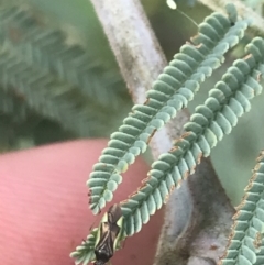 Miridae (family) at Stromlo, ACT - 6 Jan 2023