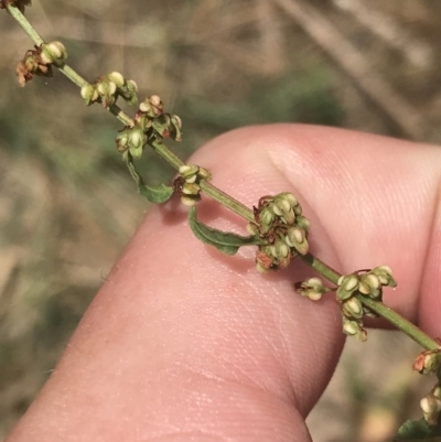 Rumex conglomeratus (Clustered Dock) at Lower Molonglo - 6 Jan 2023 by Tapirlord