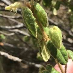 Correa reflexa var. reflexa (Common Correa, Native Fuchsia) at Stromlo, ACT - 6 Jan 2023 by Tapirlord