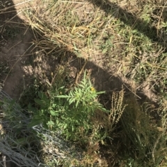 Bidens subalternans (Greater Beggars Ticks) at Stromlo, ACT - 6 Jan 2023 by Tapirlord