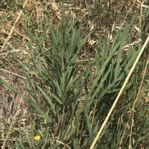 Bossiaea grayi at Stromlo, ACT - suppressed