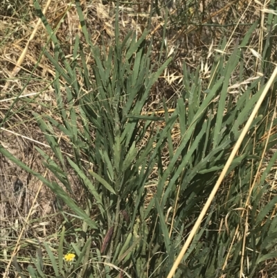 Bossiaea grayi (Murrumbidgee Bossiaea) at Stromlo, ACT - 6 Jan 2023 by Tapirlord