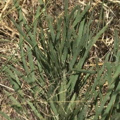 Bossiaea grayi at Stromlo, ACT - suppressed