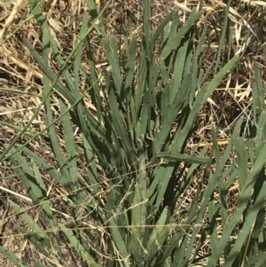 Bossiaea grayi at Stromlo, ACT - suppressed