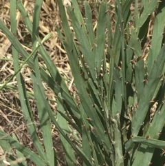 Bossiaea grayi at Stromlo, ACT - suppressed