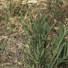 Bossiaea grayi at Stromlo, ACT - suppressed