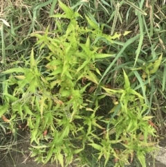 Persicaria hydropiper (Water Pepper) at Molonglo River Reserve - 5 Jan 2023 by Tapirlord