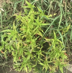 Persicaria hydropiper at Stromlo, ACT - 6 Jan 2023