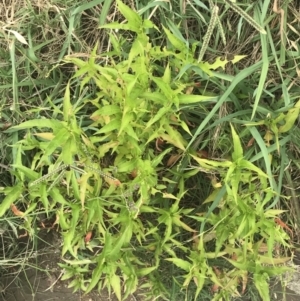 Persicaria hydropiper at Stromlo, ACT - 6 Jan 2023