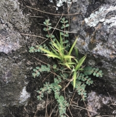 Euphorbia dallachyana (Mat Spurge, Caustic Weed) at Stromlo, ACT - 5 Jan 2023 by Tapirlord