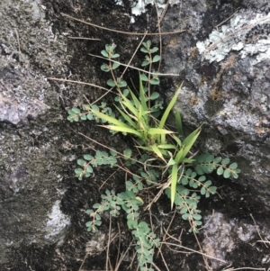 Euphorbia dallachyana at Stromlo, ACT - 6 Jan 2023 09:50 AM