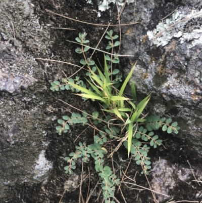 Euphorbia dallachyana (Mat Spurge, Caustic Weed) at Molonglo River Reserve - 5 Jan 2023 by Tapirlord