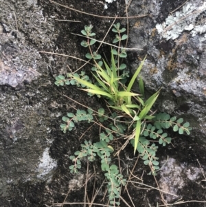 Euphorbia dallachyana at Stromlo, ACT - 6 Jan 2023 09:50 AM