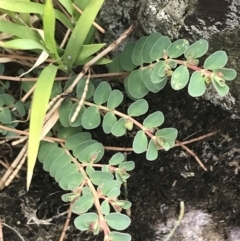 Euphorbia dallachyana at Stromlo, ACT - 6 Jan 2023 09:50 AM