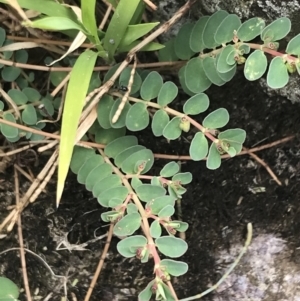 Euphorbia dallachyana at Stromlo, ACT - 6 Jan 2023 09:50 AM