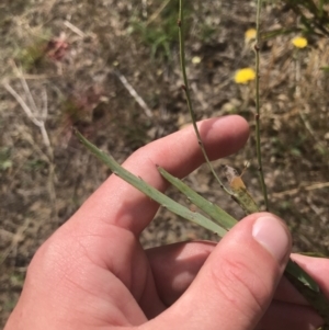 Bossiaea grayi at Stromlo, ACT - 6 Jan 2023