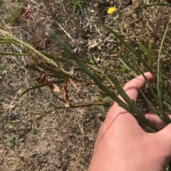 Bossiaea grayi at Stromlo, ACT - 6 Jan 2023