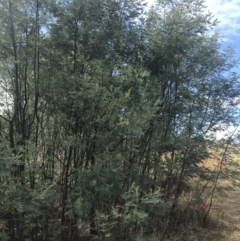 Acacia dealbata subsp. dealbata (Silver Wattle) at Molonglo River Reserve - 5 Jan 2023 by Tapirlord