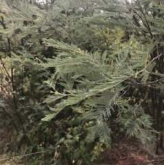 Acacia dealbata subsp. dealbata at Stromlo, ACT - 6 Jan 2023 09:44 AM