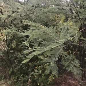 Acacia dealbata subsp. dealbata at Stromlo, ACT - 6 Jan 2023 09:44 AM