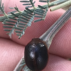 Dicranosterna immaculata (Acacia leaf beetle) at Stromlo, ACT - 5 Jan 2023 by Tapirlord