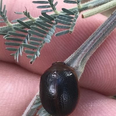 Dicranosterna immaculata (Acacia leaf beetle) at Molonglo River Reserve - 5 Jan 2023 by Tapirlord