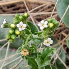 Hackelia suaveolens (Sweet Hounds Tongue) at Wambrook, NSW - 2 Feb 2023 by Mike