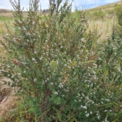 Kunzea ericoides (Burgan) at Wambrook, NSW - 1 Feb 2023 by Mike