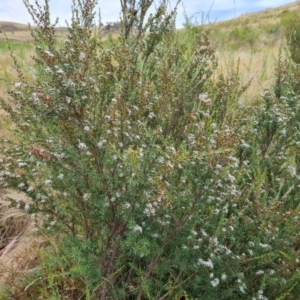 Kunzea ericoides at Wambrook, NSW - 2 Feb 2023