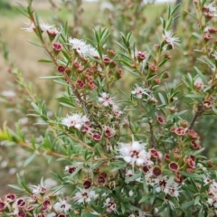 Kunzea ericoides at Wambrook, NSW - 2 Feb 2023