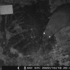 Perameles nasuta (Long-nosed Bandicoot) at Booth, ACT - 19 Oct 2022 by heatherb1997