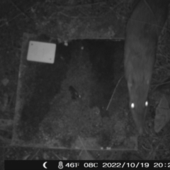 Perameles nasuta (Long-nosed Bandicoot) at Booth, ACT - 19 Oct 2022 by heatherb1997