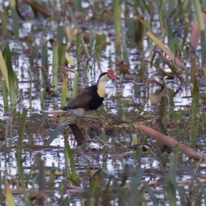 Irediparra gallinacea at Wollogorang, NSW - 2 Feb 2023