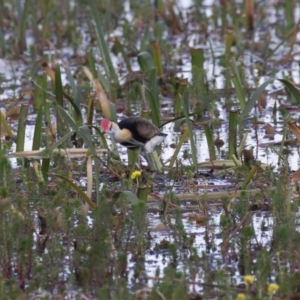 Irediparra gallinacea at Wollogorang, NSW - 2 Feb 2023