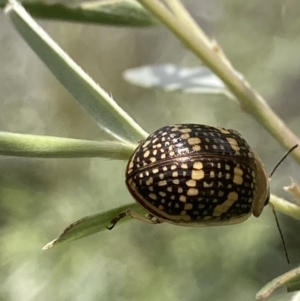 Paropsis pictipennis at Theodore, ACT - 2 Feb 2023